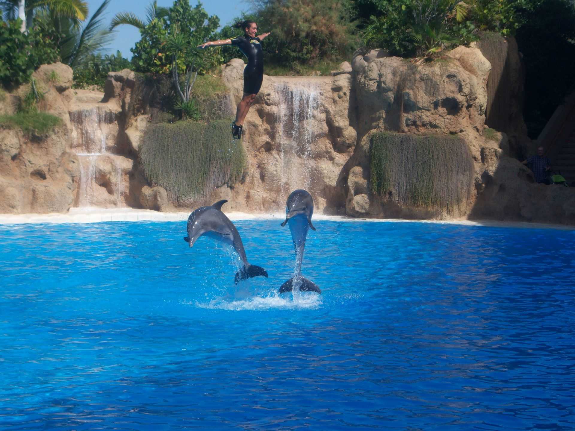 Akrobacje delfinów i ich trenera.